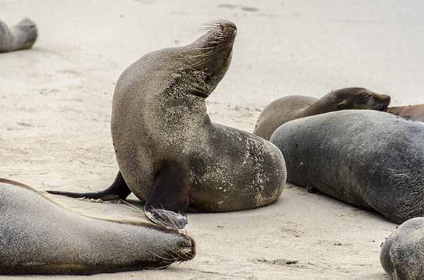 Lobo Marino - isla Santa Fé - islas Galápagos - Ecuador 09.jpg